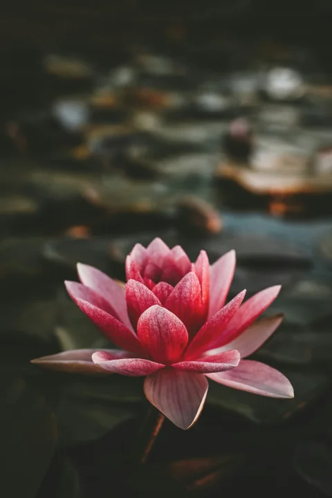 Petals & Light